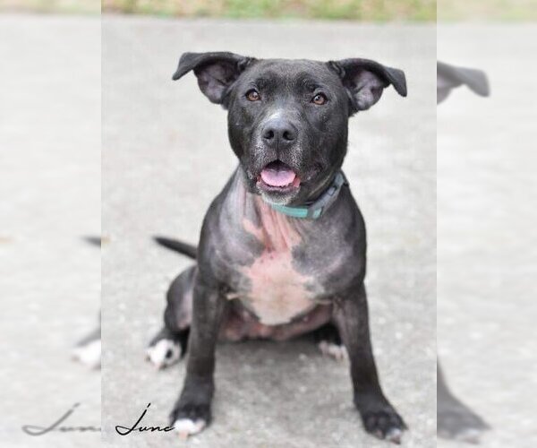 Medium Photo #4 American Pit Bull Terrier-Labrador Retriever Mix Puppy For Sale in Brewster, NY, USA