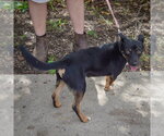 Small Photo #2 Australian Kelpie-Unknown Mix Puppy For Sale in Huntley, IL, USA