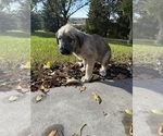 Litter of 3 - Female Irish WolfhoundLitter of Puppies for Sale - Photo #6