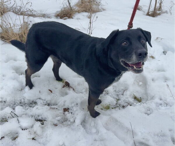 Medium Photo #3 Labrador Retriever-Unknown Mix Puppy For Sale in Williamsburg, IA, USA