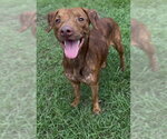 STRUDEL - Male Mutt Dog for Adoption - Small photo