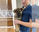 Small #3 German Shepherd Dog