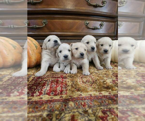 Medium Photo #3 English Cream Golden Retriever Puppy For Sale in SACRAMENTO, CA, USA