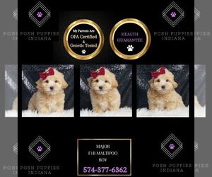 Maltipoo Puppy for Sale in WARSAW, Indiana USA