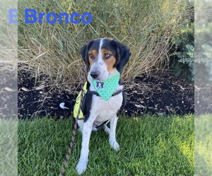 Bronco - Male Collie-Unknown Mix Dog for Adoption - Photo #3