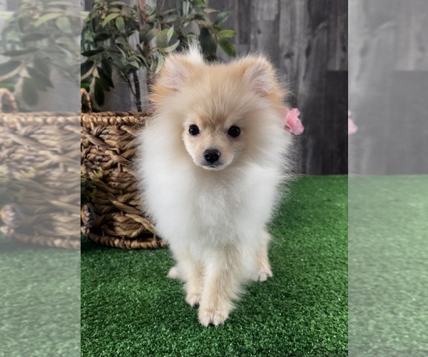 Medium Photo #4 Pomeranian Puppy For Sale in CANOGA, NY, USA