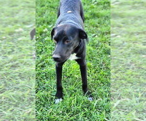 Yellow Creek : Zafar - Male Borador Dog for Adoption - Photo #3