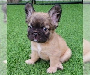French Bulldog Puppy for Sale in LAS VEGAS, Nevada USA