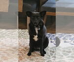Small #4 Labrador Retriever Mix
