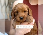 Small Photo #22 Australian Labradoodle Puppy For Sale in RIVERSIDE, CA, USA
