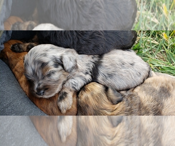 Medium Photo #3 Shih-Poo Puppy For Sale in ATLANTA, IN, USA