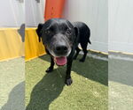 Small #1 Labrador Retriever