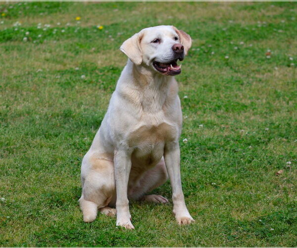 Medium Photo #1 Labrador Retriever Puppy For Sale in Grovetown, GA, USA