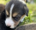 Small Photo #6 Pembroke Welsh Corgi Puppy For Sale in BRYAN, TX, USA