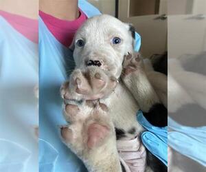 Mutt Dogs for adoption in San Antonio, TX, USA