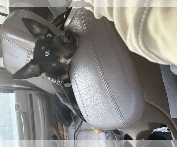 Medium Photo #2 German Shepherd Dog-Huskies  Mix Puppy For Sale in San Diego, CA, USA