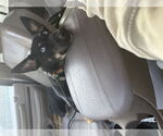 Small #1 German Shepherd Dog-Huskies  Mix