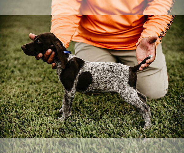 Medium Photo #13 German Shorthaired Pointer Puppy For Sale in GAINESVILLE, GA, USA