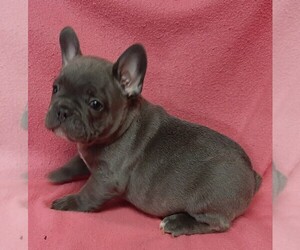 View Ad French Bulldog Litter Of Puppies For Sale Near Texas Houston Usa Adn 208100