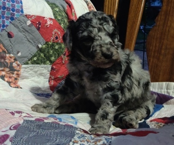 Medium Photo #3 Poodle (Standard) Puppy For Sale in COUCH, MO, USA