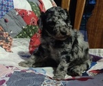 Small #2 Poodle (Standard)