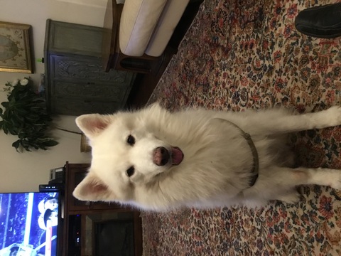 Medium Photo #1 Samoyed Puppy For Sale in AVE MARIA, FL, USA