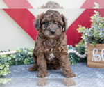 Small Photo #10 Miniature Labradoodle Puppy For Sale in MIDDLEBURY, IN, USA
