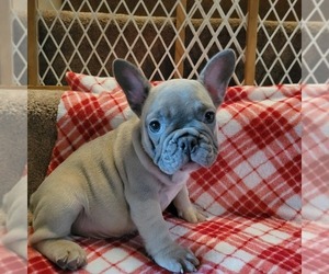 French Bulldog Puppy for sale in WINDHAM, NH, USA