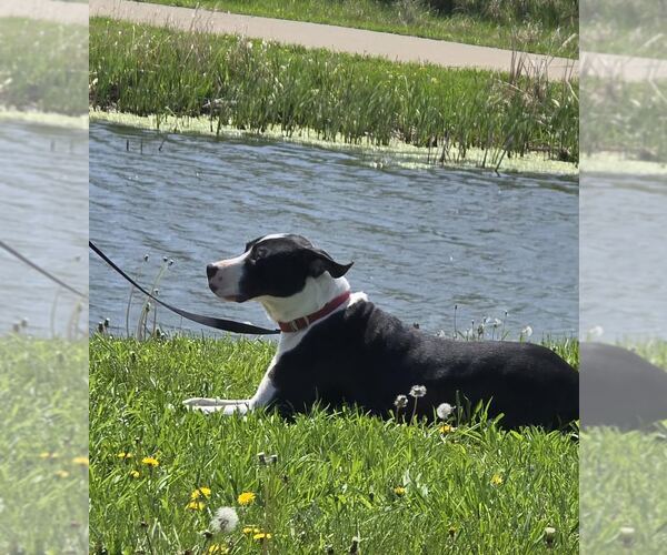 Medium Photo #3 Mutt Puppy For Sale in Oskaloosa, IA, USA