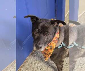 Mutt Dogs for adoption in Crete, IL, USA