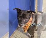Lady - Female Mutt Dog for Adoption - Small photo