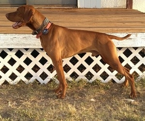 Father of the Vizsla puppies born on 12/25/2023