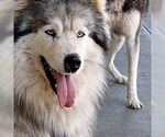 Small #4 Samoyed-Siberian Husky Mix