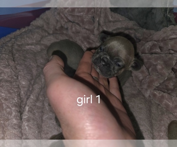 Medium Photo #8 French Bulldog Puppy For Sale in MAPLETON, ME, USA