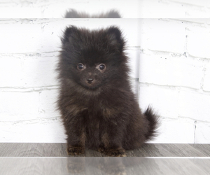 Pomeranian Puppy for sale in RED LION, PA, USA