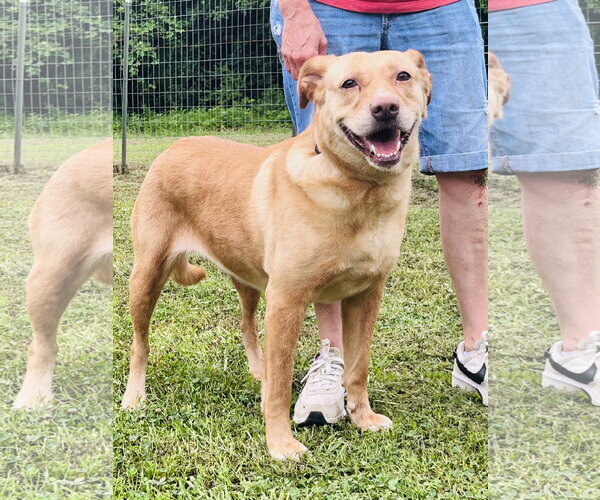 Medium Photo #3 Mutt Puppy For Sale in Crandall, GA, USA
