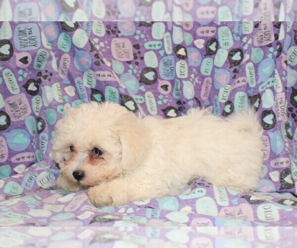 Medium Photo #8 Zuchon Puppy For Sale in BLOOMINGTON, IN, USA