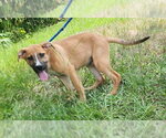 Small #2 Labrador Retriever Mix