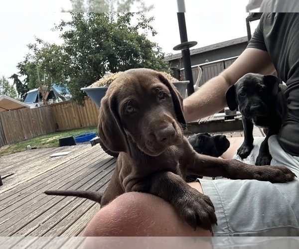 Medium Photo #7 German Shorthaired Lab Puppy For Sale in TACOMA, WA, USA
