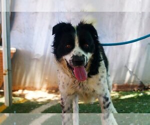 Border Collie-Unknown Mix Dogs for adoption in Apple Valley, CA, USA
