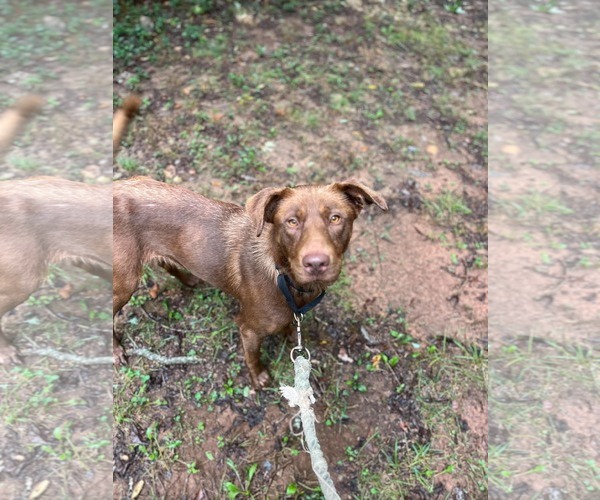 Medium Photo #3 Chocolate Labrador retriever-Unknown Mix Puppy For Sale in Rustburg, VA, USA