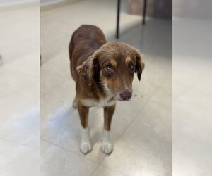 Australian Shepherd-Unknown Mix Dogs for adoption in Jefferson, NJ, USA