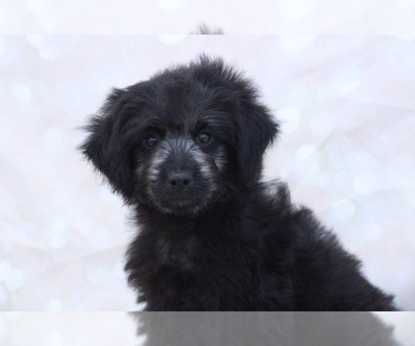 Medium Photo #2 Aussie-Poo Puppy For Sale in MARIETTA, GA, USA