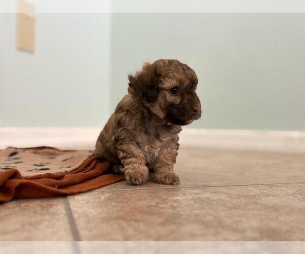 Medium Photo #3 Poodle (Toy) Puppy For Sale in TUCSON, AZ, USA