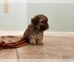 Small #2 Poodle (Toy)
