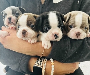 Boston Terrier Puppy for Sale in COTTONWOOD, California USA