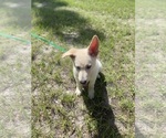 Small #2 German Shepherd Dog