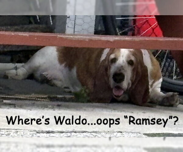 Medium Photo #5 Basset Hound Puppy For Sale in Deepwater, NJ, USA