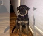 Small Photo #6 German Shepherd Dog Puppy For Sale in HOUSTON, TX, USA