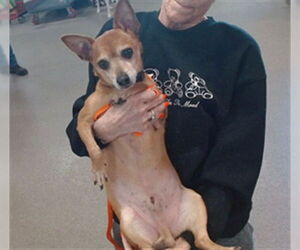 Chihuahua-Unknown Mix Dogs for adoption in Louisville, KY, USA